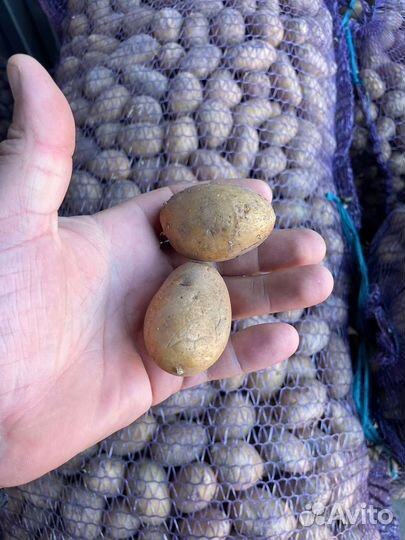 Картофель Королева Анна Гала 3, 4 сорт