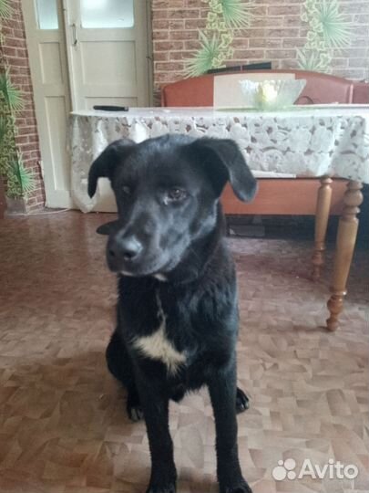 Собака в добрые руки отдам бесплатно