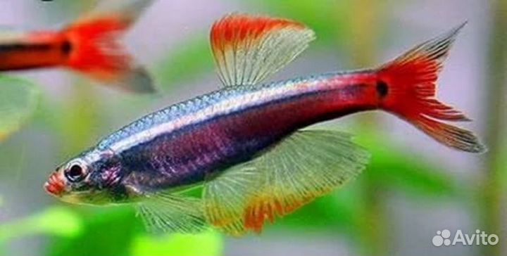 Кардинал (L) (арт 2027)