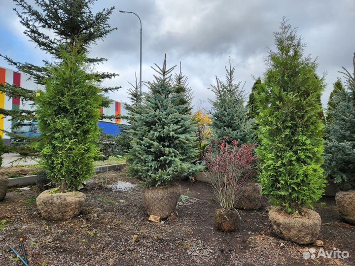 Туя брабант стриженная 3 m-3,3 m