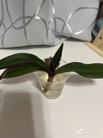 Традесканция рео