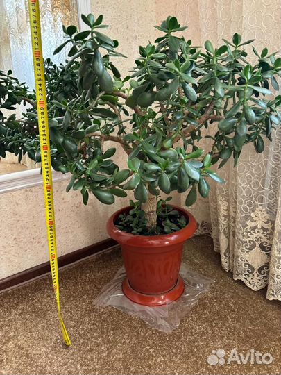 Денежное дерево толстянка