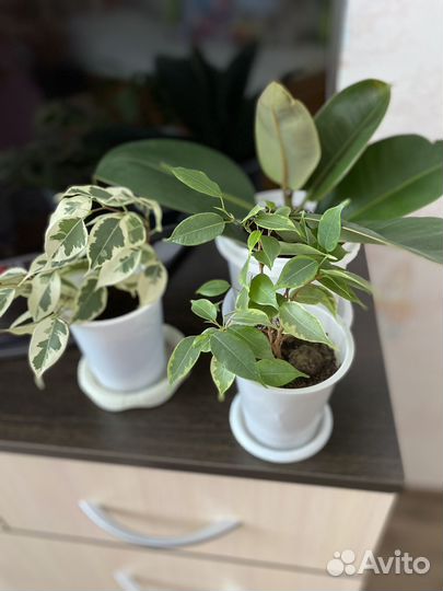 Фикусы разных сортов