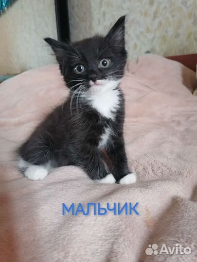 Котята в добрые руки бесплатно