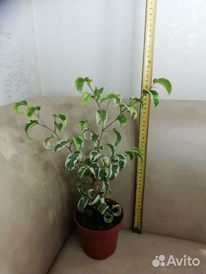 Фикус Барок Вариегатный