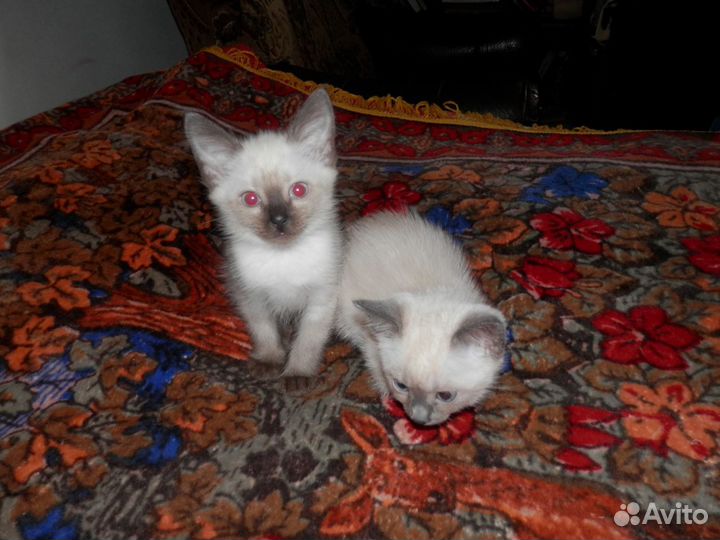 Самые лучшие айкоты