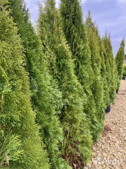 Туя западная 