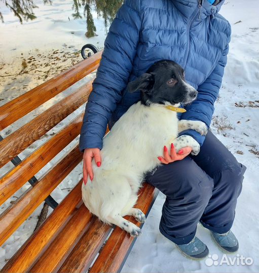 Щенок в добрые руки бесплатно