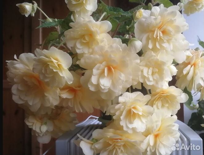 Бегония Беллекония