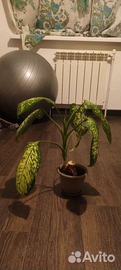 Диффенбахия