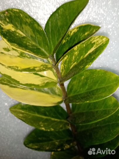 Замиокулькасы варигатные, зелёные, черные