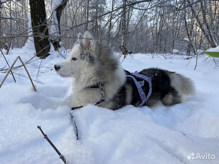 Шлейка ездовая для собаки 