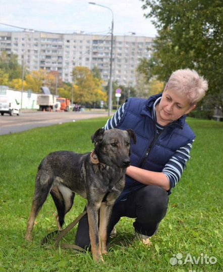 Собака в добрые руки