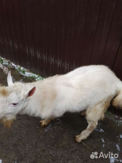 Козел зааненский