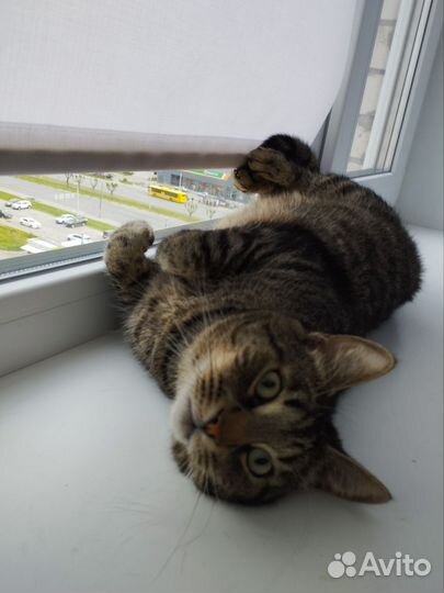 Присмотрю за кошкой