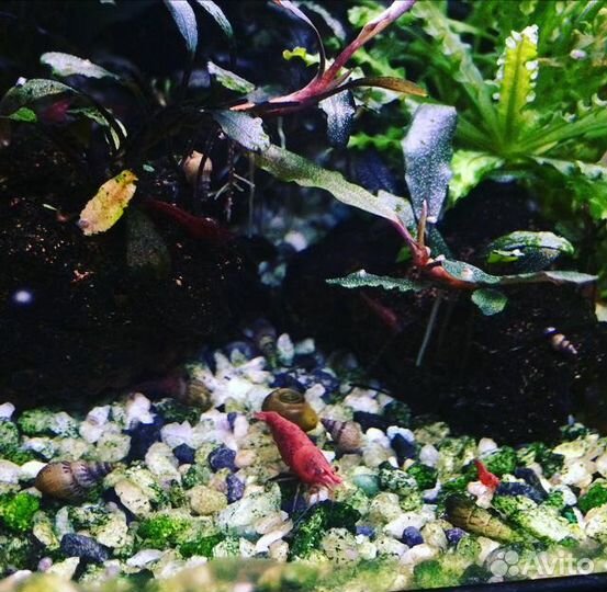 Аквариумные креветки.Гуппи(Чистые линии)