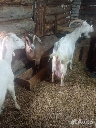 Продам козлика