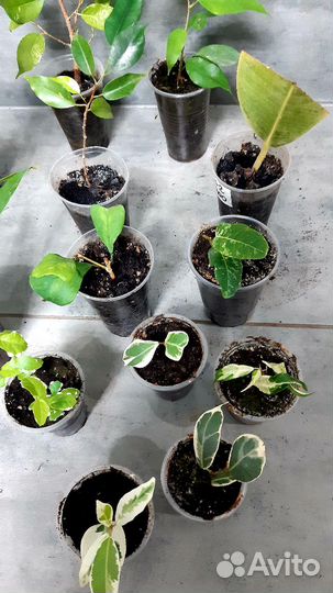 Фикус набор 13сортов почта