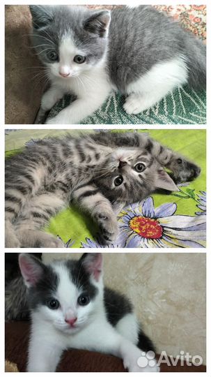 Котята в добрые руки