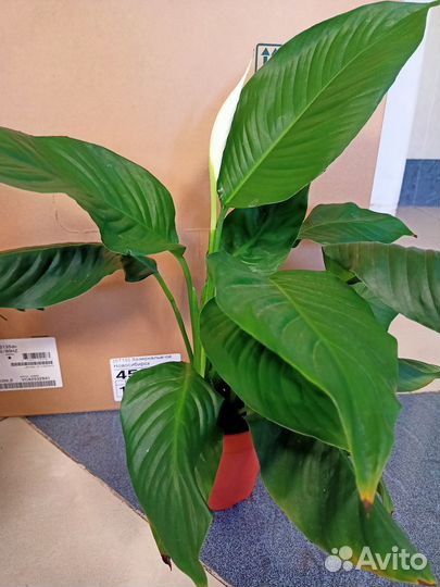 Спатифиллум