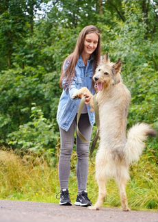 Собака в добрые руки