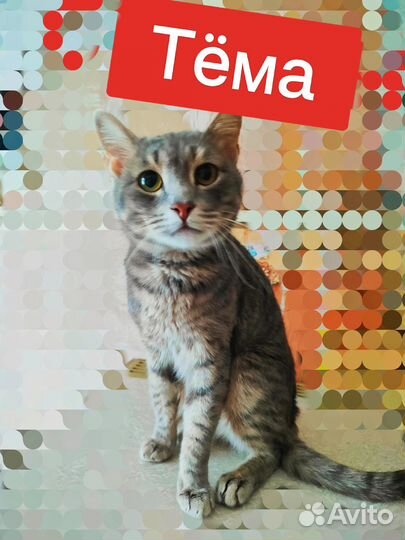 Мальчик бесплатно