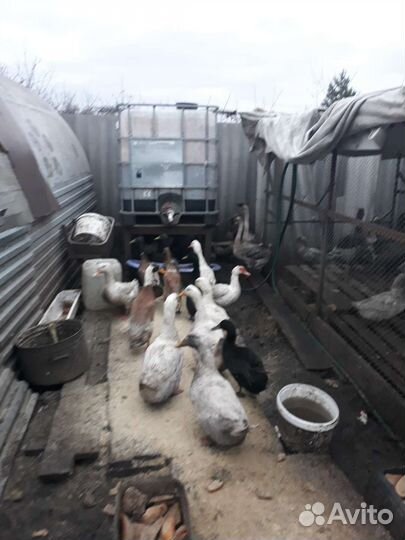 Французкие чистокровные индоутки