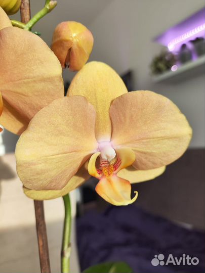 Орхидея фаленопсис Карина (Golden River)
