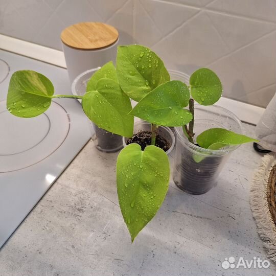 Сциндапсус Неон