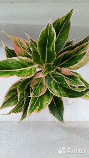 Аглаонема Липстикпинк,Гринлайт,Spotted star,Kiwi