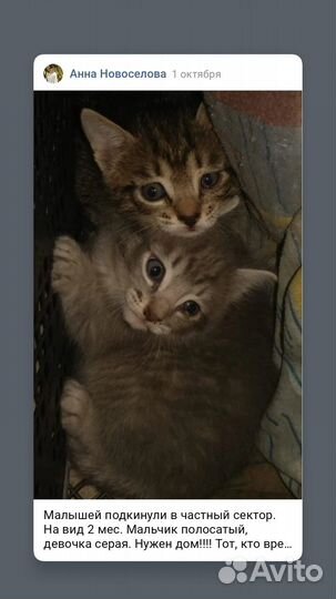 Котята в добрые руки даром