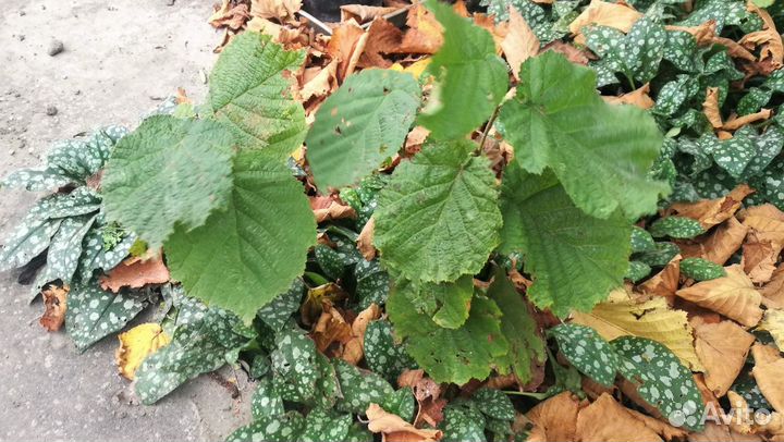 Фундук, керрия, спирея, лилейник,Сусак для водоёма