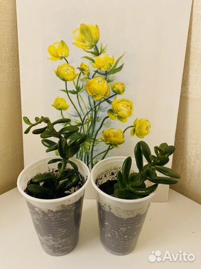 Красулла денежное дерево