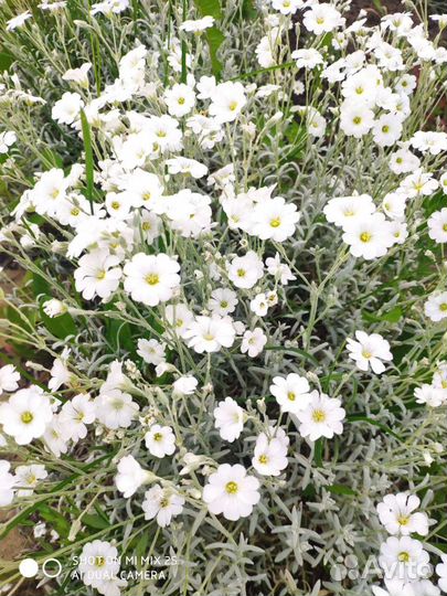 Гвоздика многолетняя, Ясколка, Хоста