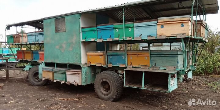 Пчелы улья пасеку