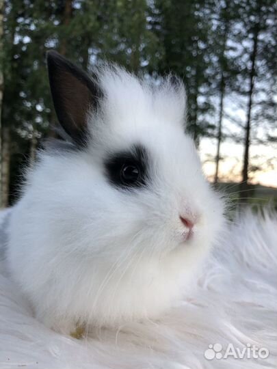 Львиноголовые карликовые кролики