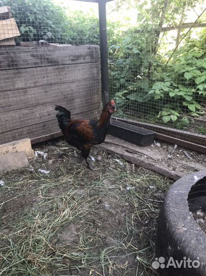 Молодые петушки