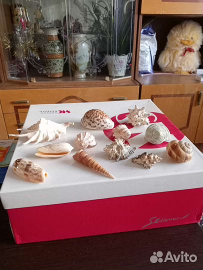 Ракушки океанические