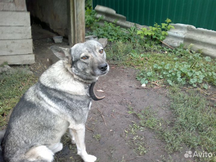 Собака в добрые руки