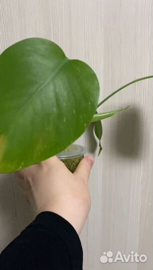 Монстера Альба