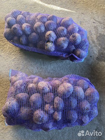 Свекла оптом