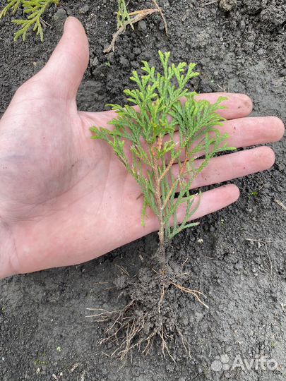 Туя смарагд саженцы