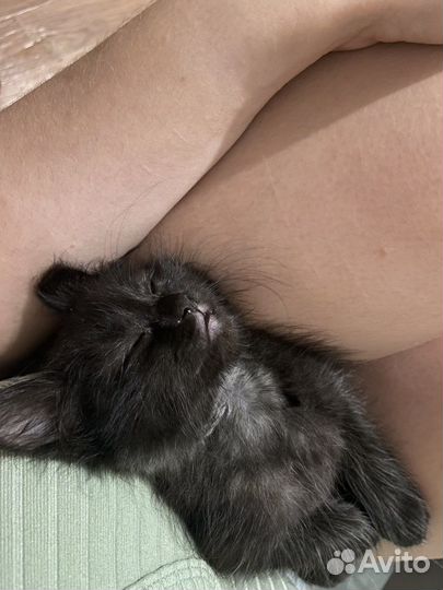 Котята бесплатно в добрые руки