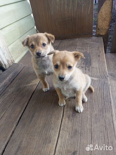 Собака в добрые руки щенок