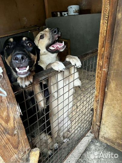 Ласковые щенульки