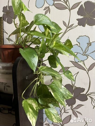 Эпипремнум золотистый