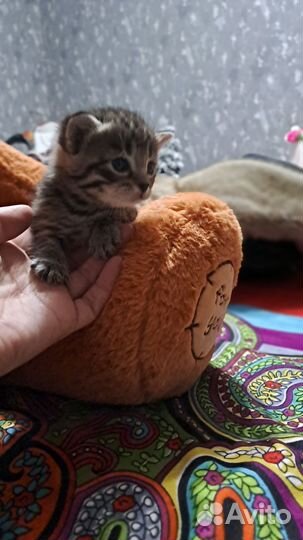 Отдам в добрые руки котят очень красивые