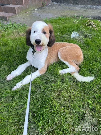 Императорский Пудель девочка