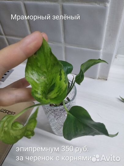 Эпипремнумы и сциндапсусы