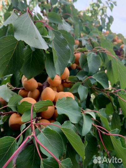 Абрикос
